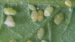 Tomato Potato Psyllid